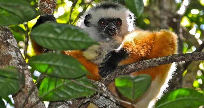 Madagaskar Mauritius Turu • Tüm Geziler Dahil • THY ile • 9 Gece 11 Gün                          