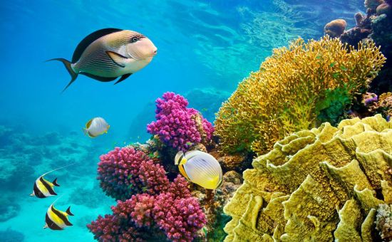 Ankara Çıkışlı | Sharm el Sheikh Turu | 4 Gece 5 Gün | Sabah Gidiş | Pegasus HY ile