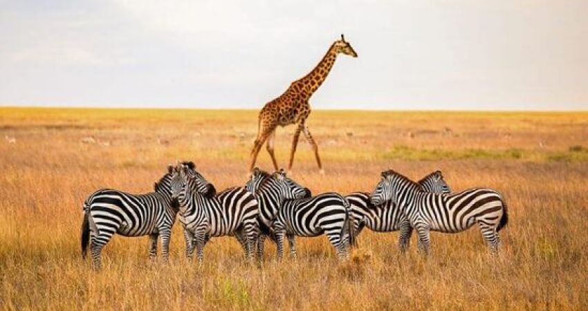 Royal Kenya Safari Turu  |  Ekstra Turlar Dahil  |  5 Gece  | THY ile