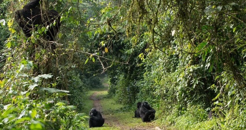 Bella Uganda Turu  |  Tüm Ekstra Turlar Dahil  |  7 Gece - 8 Gün  |  THY ile