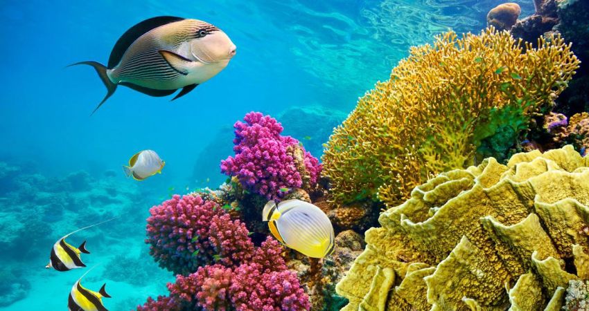 Sharm El Sheikh Turu | 3 Gece | AJet HY ile  | Kurban Bayramı Özel