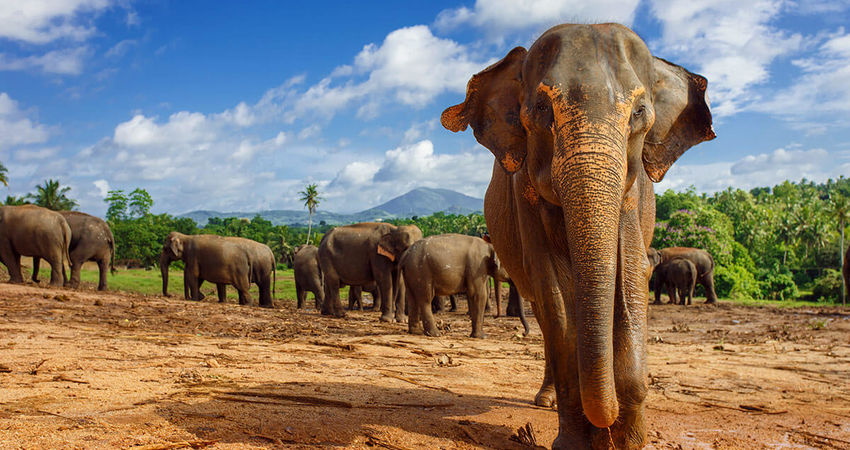 Büyük Sri Lanka Turu I THY ile I 6 Gece 8 Gün