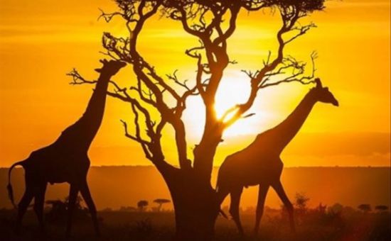 Elegant Kenya Büyük Göç   |  THY İle  |  6 Gece